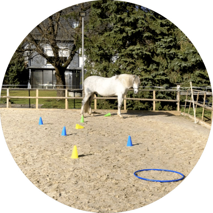 Pferdecoaching Siegen – Beate Heupel – Pferdegestützte Persönlichkeitsentwicklung: Wie Pferde Ihnen in meinem Coaching neue Perspektiven eröffnen.